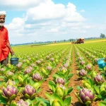 Artichoke Cultivation: A Profitable Superfood for Indian Farmers