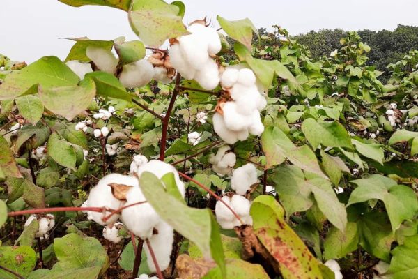 Illegal Cotton Seeds Create ₹600 Crore Market in India