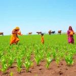 ICRISAT Launches Rapid-Ragi Protocol to Fast-Track Finger Millet Research