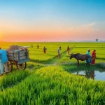 Increase in Kharif Sowing: Crop Area Reaches 89.29 Lakh Hectares