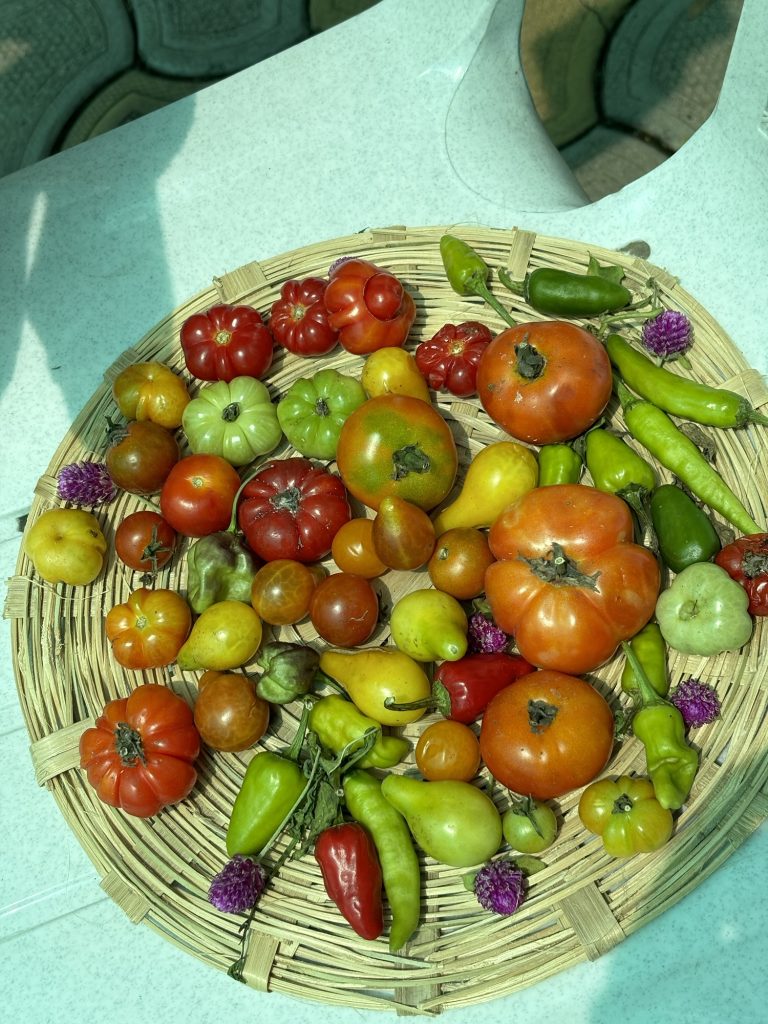 India’s Seeds at Risk: Concerns Over the UN Seed Treaty and Biopiracy